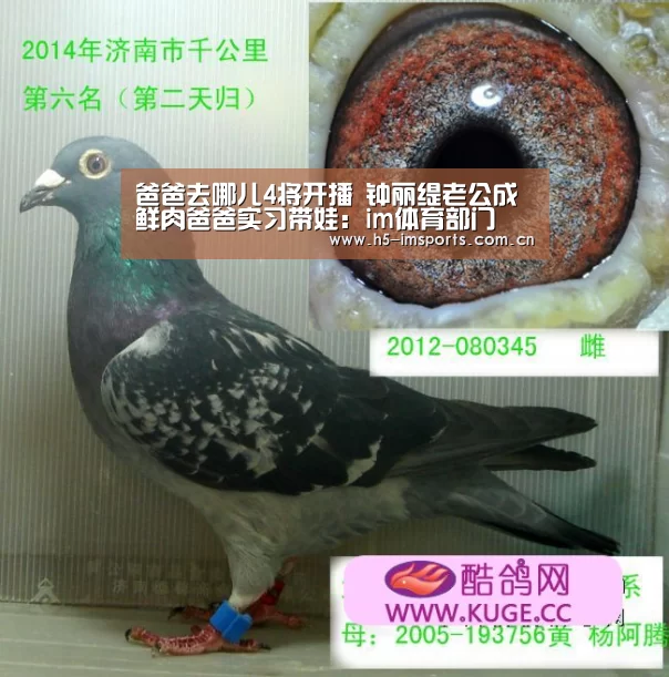 im体育部门